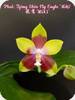 Phal. Tying Shin Fly Eagle Miki
